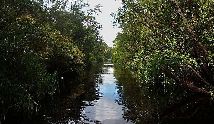 Ekspedisi Sungai Mangrove Tanjung Puting