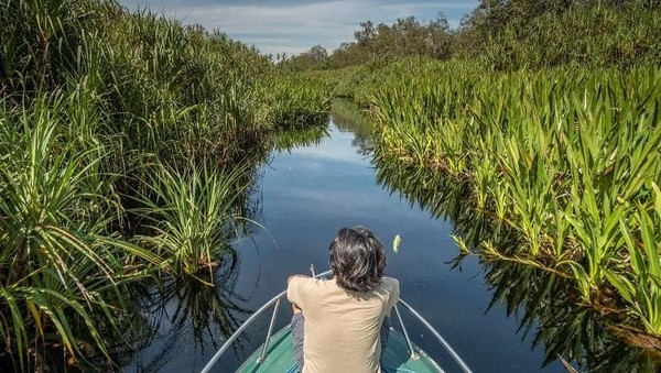 Ekspedisi Sungai Mangrove Tanjung Puting
