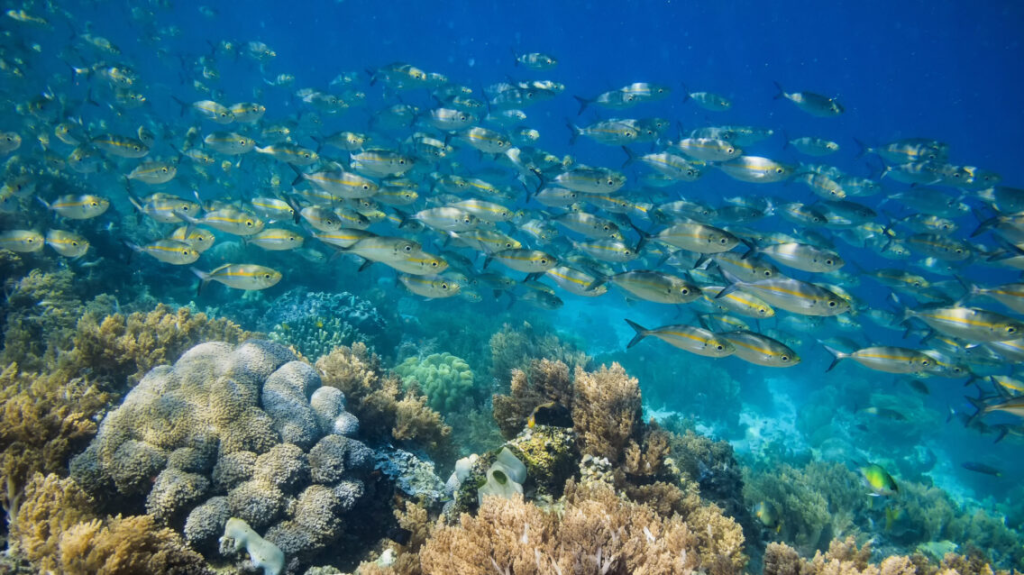 Nautical Lifestyle Indonesia 2025: Panduan Lengkap Liveaboard Raja Ampat Diving untuk Gen Z