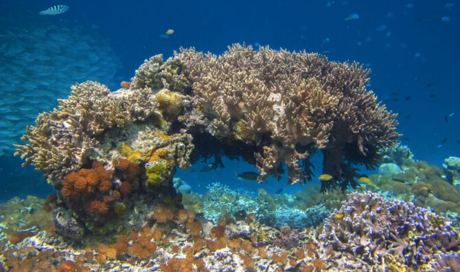 Nautical Lifestyle Indonesia 2025: Panduan Lengkap Liveaboard Raja Ampat Diving untuk Gen Z