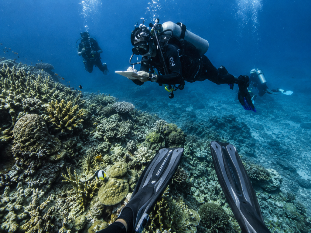 Green Fins 2026, Standar Diving Didukung PBB yang Wajib Dimiliki Operatormu
