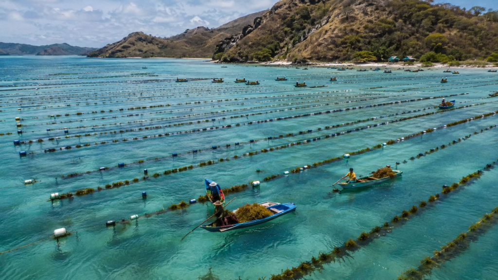 Beginilah 5 Klaster Rumput Laut Ubah Ekonomi Pesisir NTT